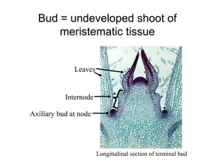 Bud = undeveloped shoot of
      meristematic tissue


              Leaves


           Internode

Axillary bud at node




                       Longitudinal section of terminal bud
 