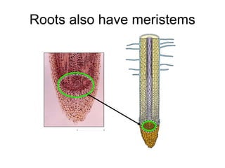 Roots also have meristems
 