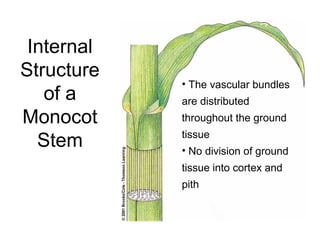 Internal
Structure
            • The vascular bundles
   of a     are distributed
Monocot     throughout the ground
            tissue
  Stem      • No division of ground
            tissue into cortex and
            pith
 