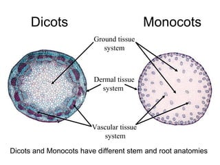 Dicots                              Monocots
                        Ground tissue
                           system



                        Dermal tissue
                          system




                        Vascular tissue
                            system

Dicots and Monocots have different stem and root anatomies
 