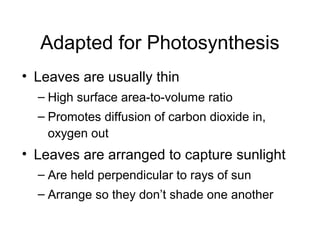 Adapted for Photosynthesis
• Leaves are usually thin
  – High surface area-to-volume ratio
  – Promotes diffusion of carbon dioxide in,
    oxygen out
• Leaves are arranged to capture sunlight
  – Are held perpendicular to rays of sun
  – Arrange so they don’t shade one another
 