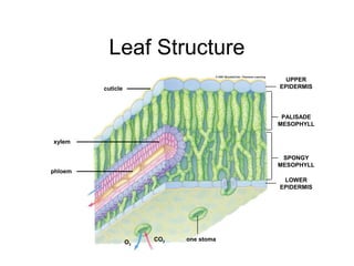 Leaf Structure
                                            UPPER
         cuticle                          EPIDERMIS




                                           PALISADE
                                          MESOPHYLL

xylem

                                           SPONGY
                                          MESOPHYLL
phloem
                                           LOWER
                                          EPIDERMIS




                   O2   CO2   one stoma
 