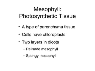 Mesophyll:
Photosynthetic Tissue
• A type of parenchyma tissue
• Cells have chloroplasts
• Two layers in dicots
  – Palisade mesophyll
  – Spongy mesophyll
 