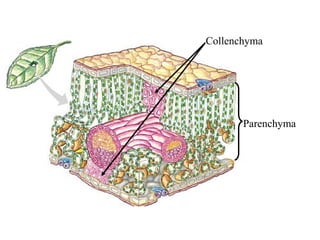 Collenchyma




       Parenchyma
 