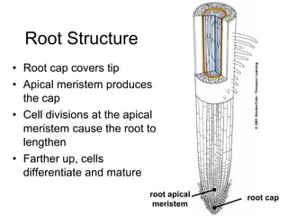Root Structure
• Root cap covers tip
• Apical meristem produces
  the cap
• Cell divisions at the apical
  meristem cause the root to
  lengthen
• Farther up, cells
  differentiate and mature
                            root apical   root cap
                             meristem
 