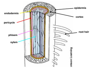 epidermis

endodermis
              cortex

pericycle


                root hair
   phloem

     xylem
 