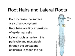 Root Hairs and Lateral Roots
                                   new
• Both increase the surface        lateral
                                   root

  area of a root system
• Root hairs are tiny extensions
  of epidermal cells
• Lateral roots arise from the
  pericycle and must push
  through the cortex and
  epidermis to reach the soil
 