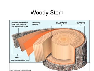 Woody Stem
periderm (consists of   secondary   HEARTWOOD   SAPWOOD
cork, cork cambium,     phloem
and secondary cortex)




    BARK
vascular cambium
 