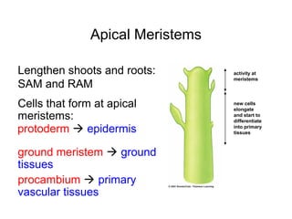 Apical Meristems

Lengthen shoots and roots:        activity at
                                  meristems
SAM and RAM
Cells that form at apical         new cells
                                  elongate
meristems:                        and start to
                                  differentiate

protoderm  epidermis             into primary
                                  tissues



ground meristem  ground
tissues
procambium  primary
vascular tissues
 