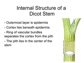 Plant tissues | PPT