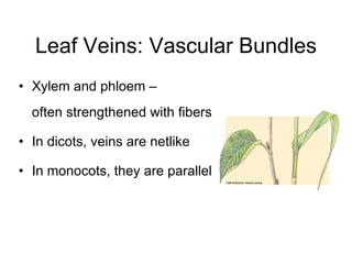 Plant tissues | PPT