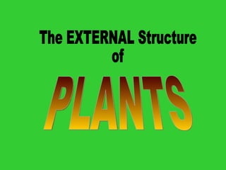 The EXTERNAL Structure of PLANTS 