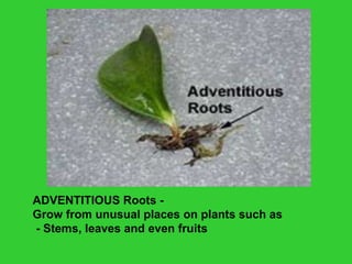 Plant parts and roots | PPT