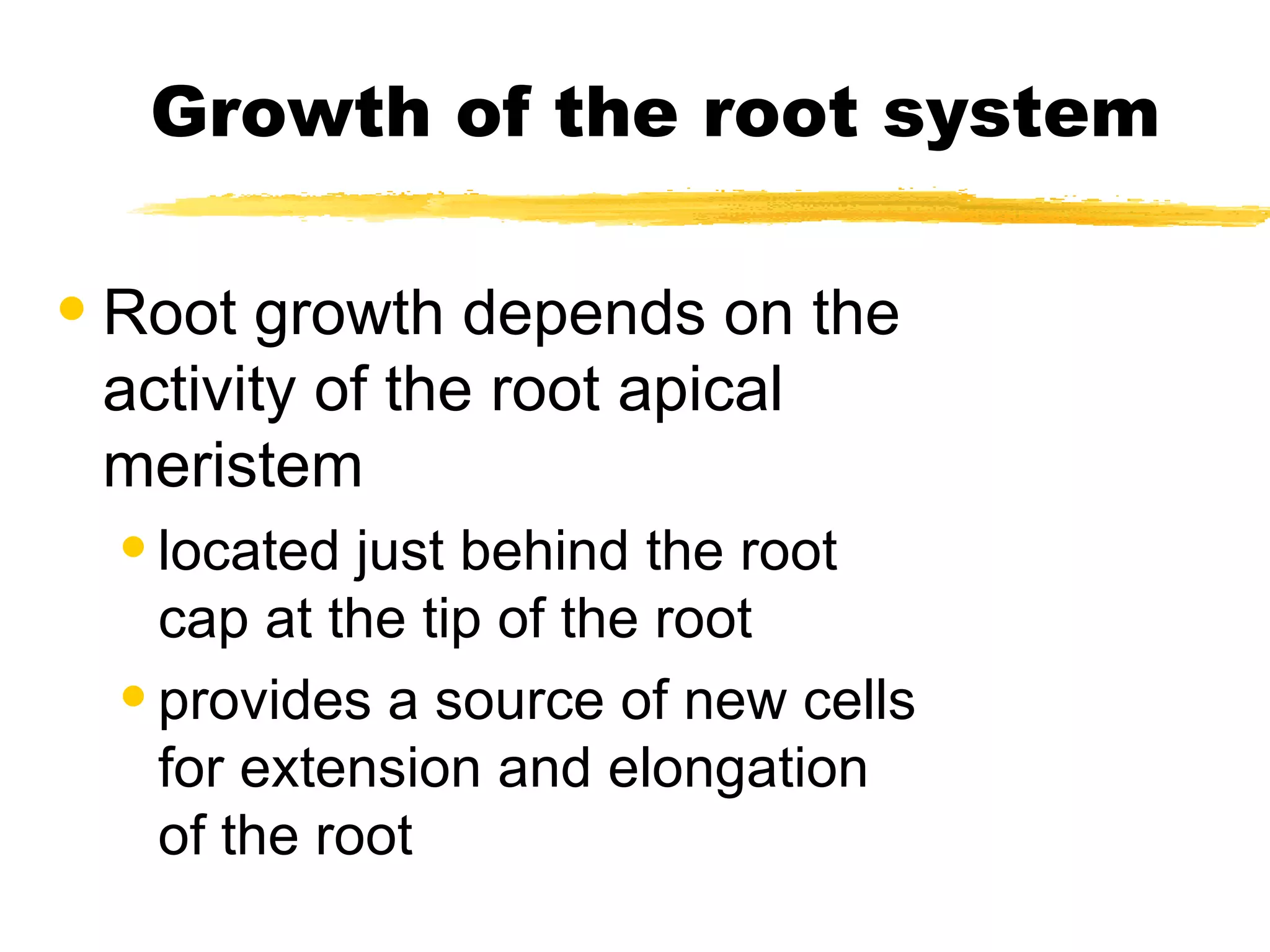 Growth of the root system Root growth depends on the activity of the root apical meristem located just behind the root cap at the tip of the root provides a source of new cells for extension and elongation of the root 