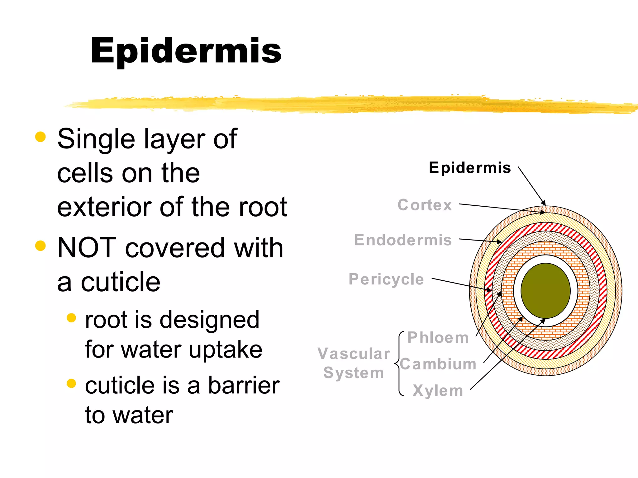 Epidermis Single layer of cells on the exterior of the root NOT covered with a cuticle root is designed for water uptake cuticle is a barrier to water Epidermis Cortex Endodermis Pericycle Vascular System Phloem Cambium Xylem 