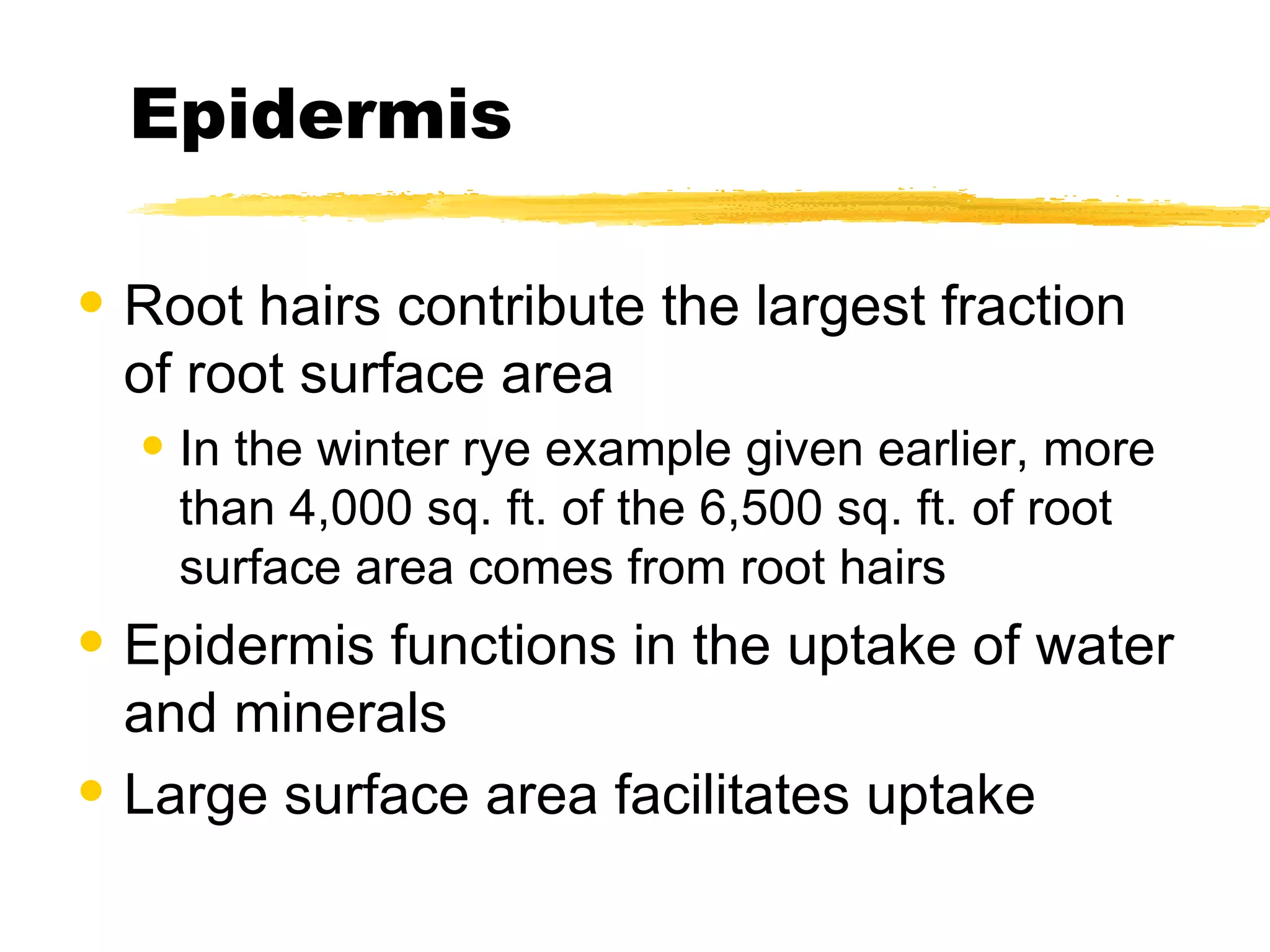 Epidermis Root hairs contribute the largest fraction of root surface area In the winter rye example given earlier, more than 4,000 sq. ft. of the 6,500 sq. ft. of root surface area comes from root hairs Epidermis functions in the uptake of water and minerals Large surface area facilitates uptake 