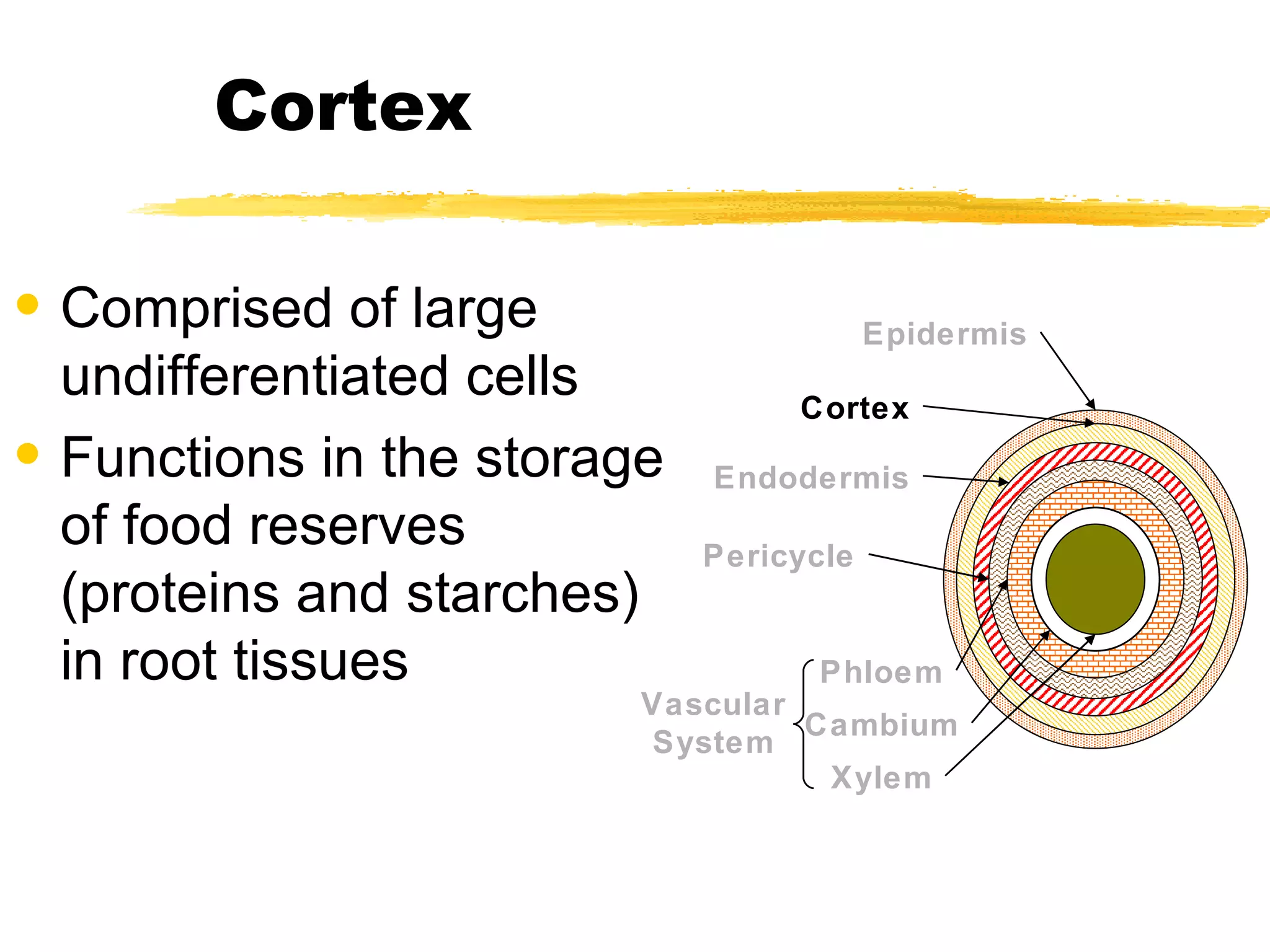 Comprised of large undifferentiated cells Functions in the storage of food reserves (proteins and starches) in root tissues Cortex Epidermis Cortex Endodermis Pericycle Vascular System Phloem Cambium Xylem 