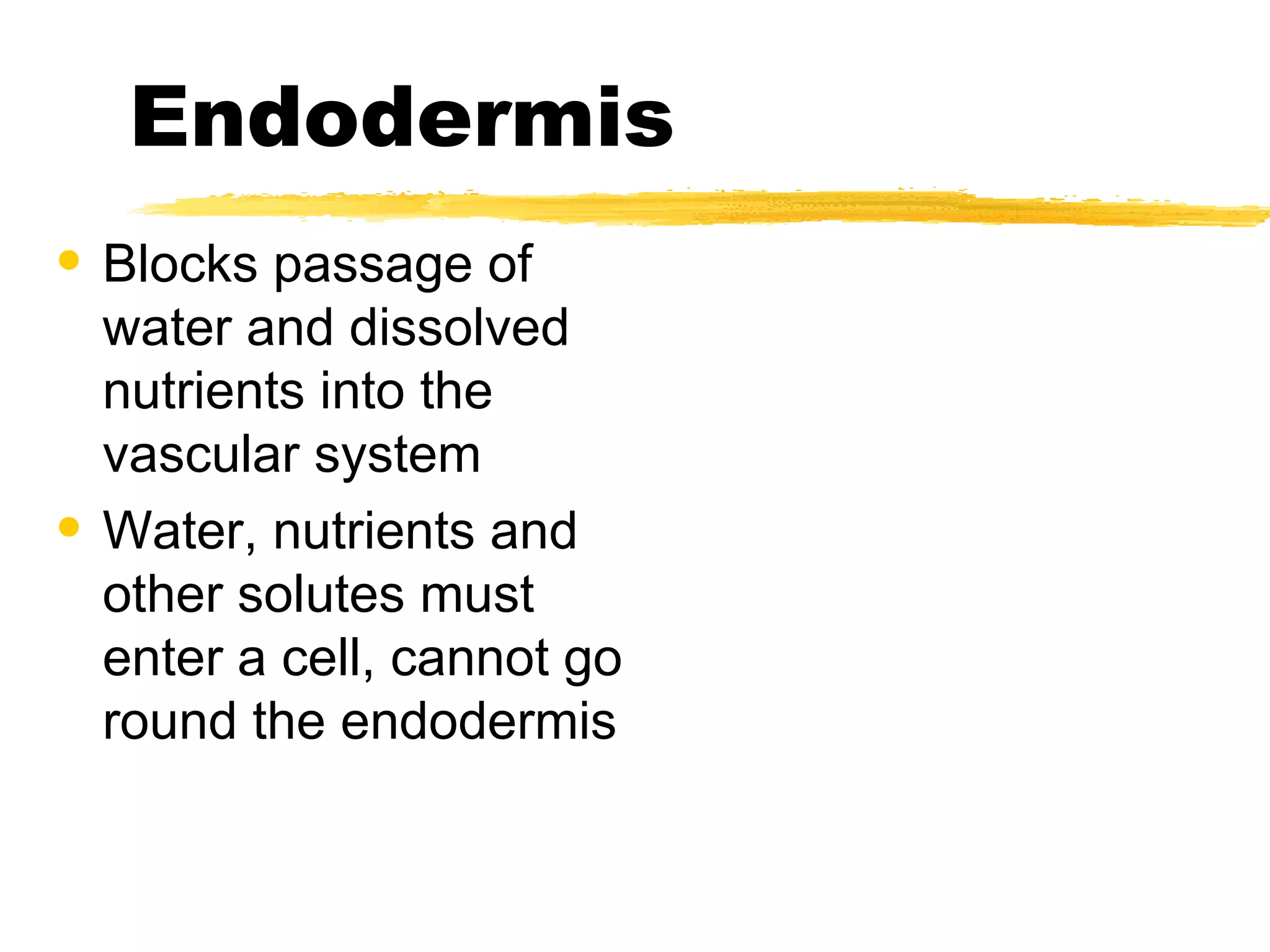 Endodermis Blocks passage of water and dissolved nutrients into the vascular system Water, nutrients and other solutes must enter a cell, cannot go round the endodermis 
