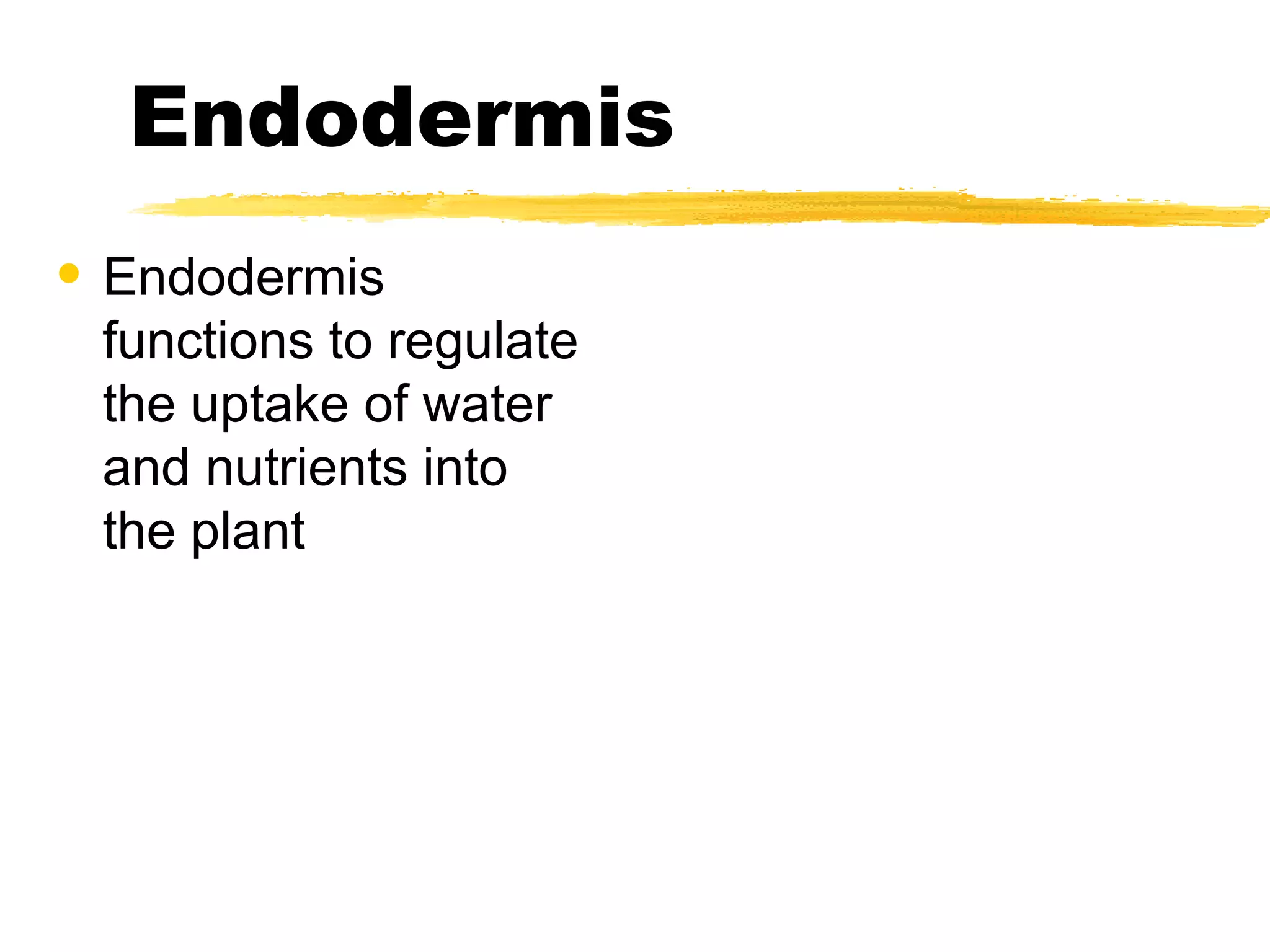Endodermis Endodermis functions to regulate the uptake of water and nutrients into the plant 