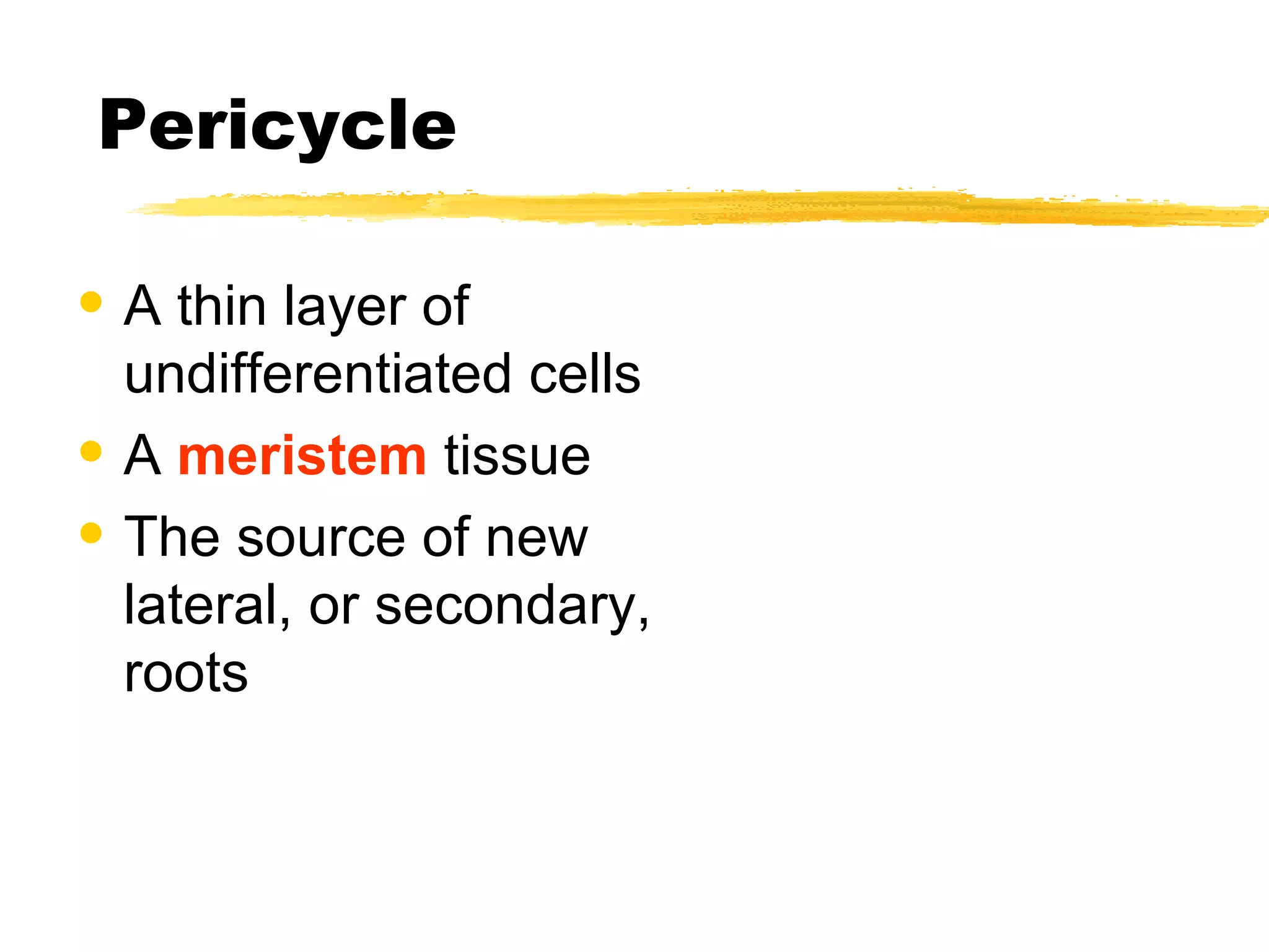 Pericycle A thin layer of undifferentiated cells A  meristem  tissue The source of new lateral, or secondary, roots 