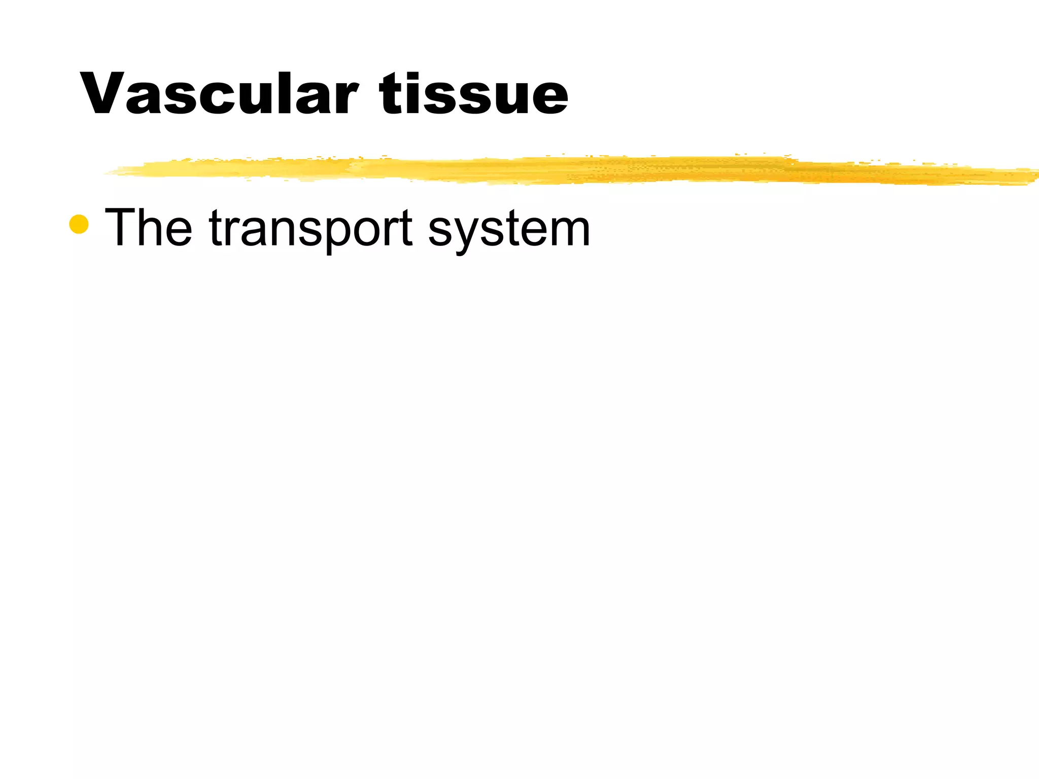 Vascular tissue The transport system 