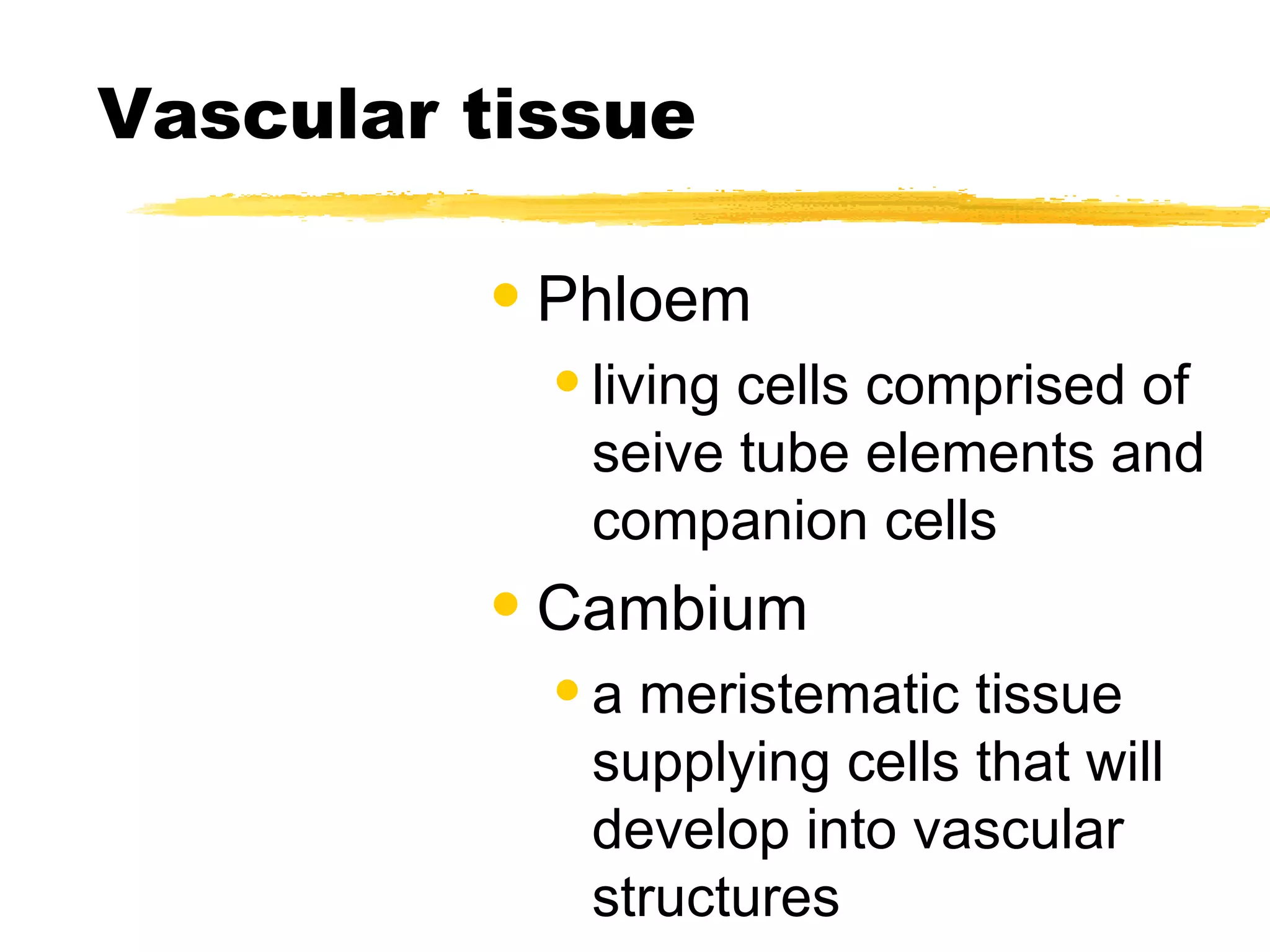 Vascular tissue Phloem living cells comprised of seive tube elements and companion cells Cambium a meristematic tissue supplying cells that will develop into vascular structures 