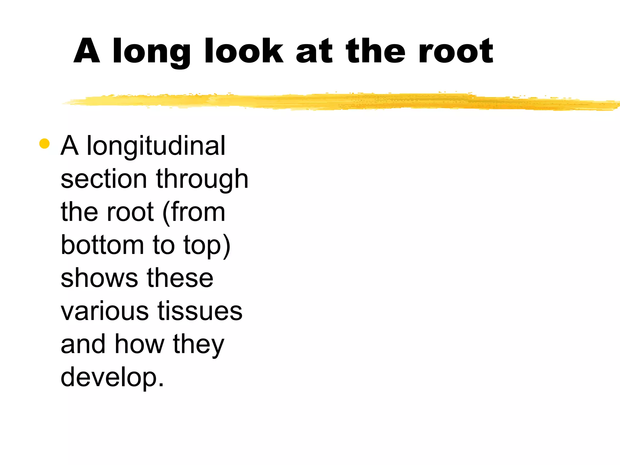 A long look at the root A longitudinal section through the root (from bottom to top) shows these various tissues and how they develop.  