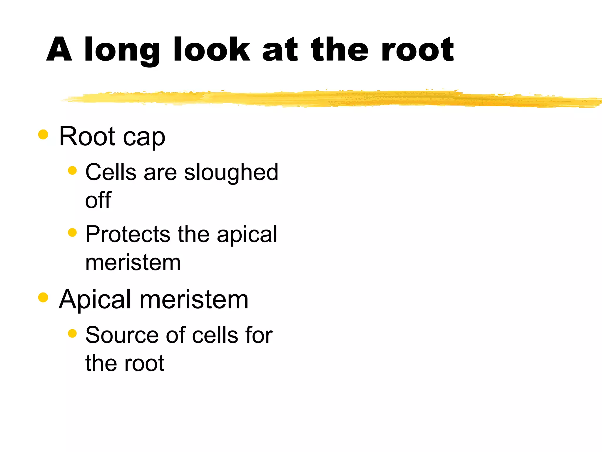 A long look at the root Root cap Cells are sloughed off Protects the apical meristem Apical meristem Source of cells for the root 