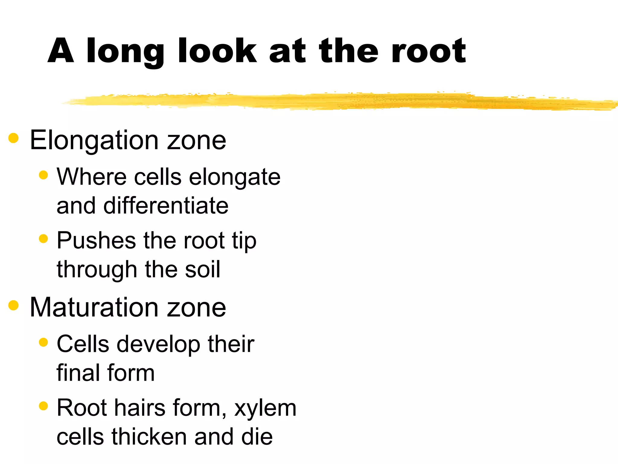A long look at the root Elongation zone Where cells elongate and differentiate Pushes the root tip through the soil Maturation zone Cells develop their final form Root hairs form, xylem cells thicken and die 