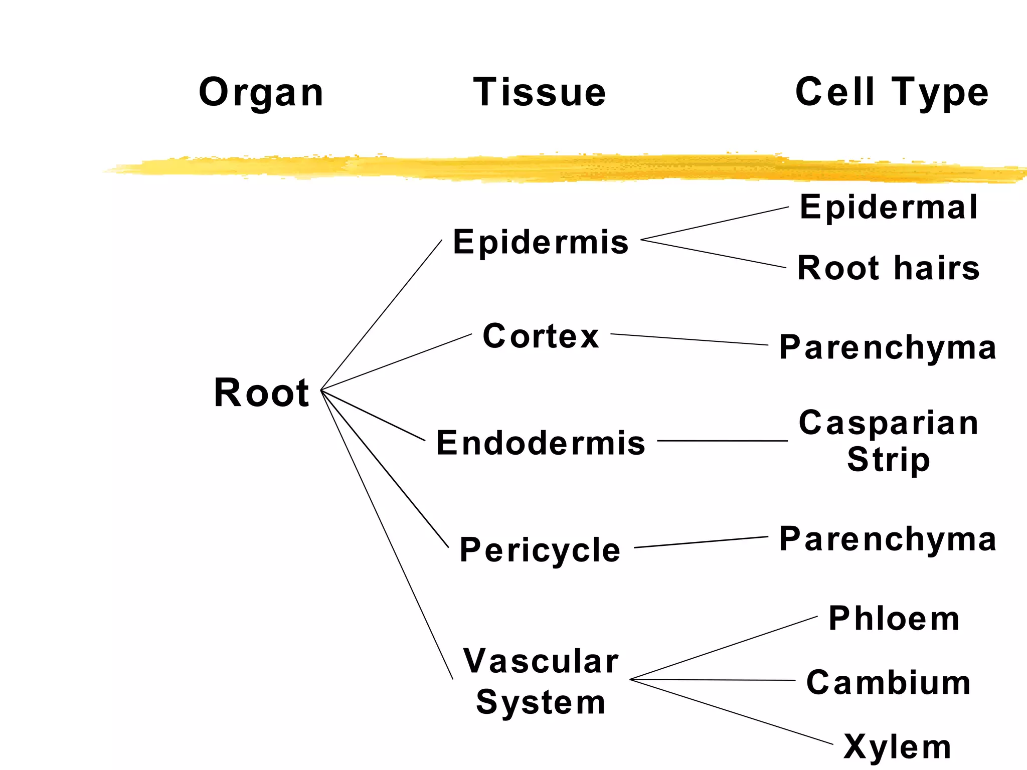 Organ Tissue Cell Type Root Epidermis Vascular System Cortex Parenchyma Endodermis Pericycle Casparian Strip Parenchyma Epidermal Root hairs Phloem Cambium Xylem 