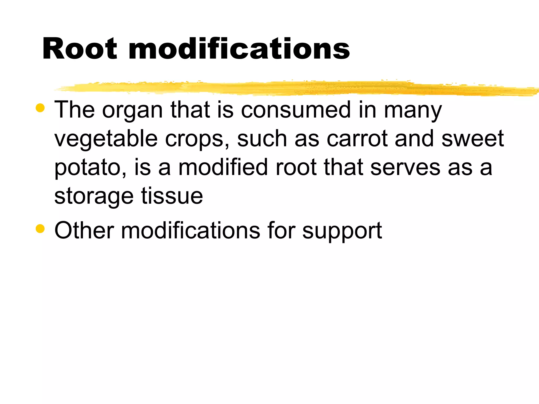 Root modifications The organ that is consumed in many vegetable crops, such as carrot and sweet potato, is a modified root that serves as a storage tissue  Other modifications for support 