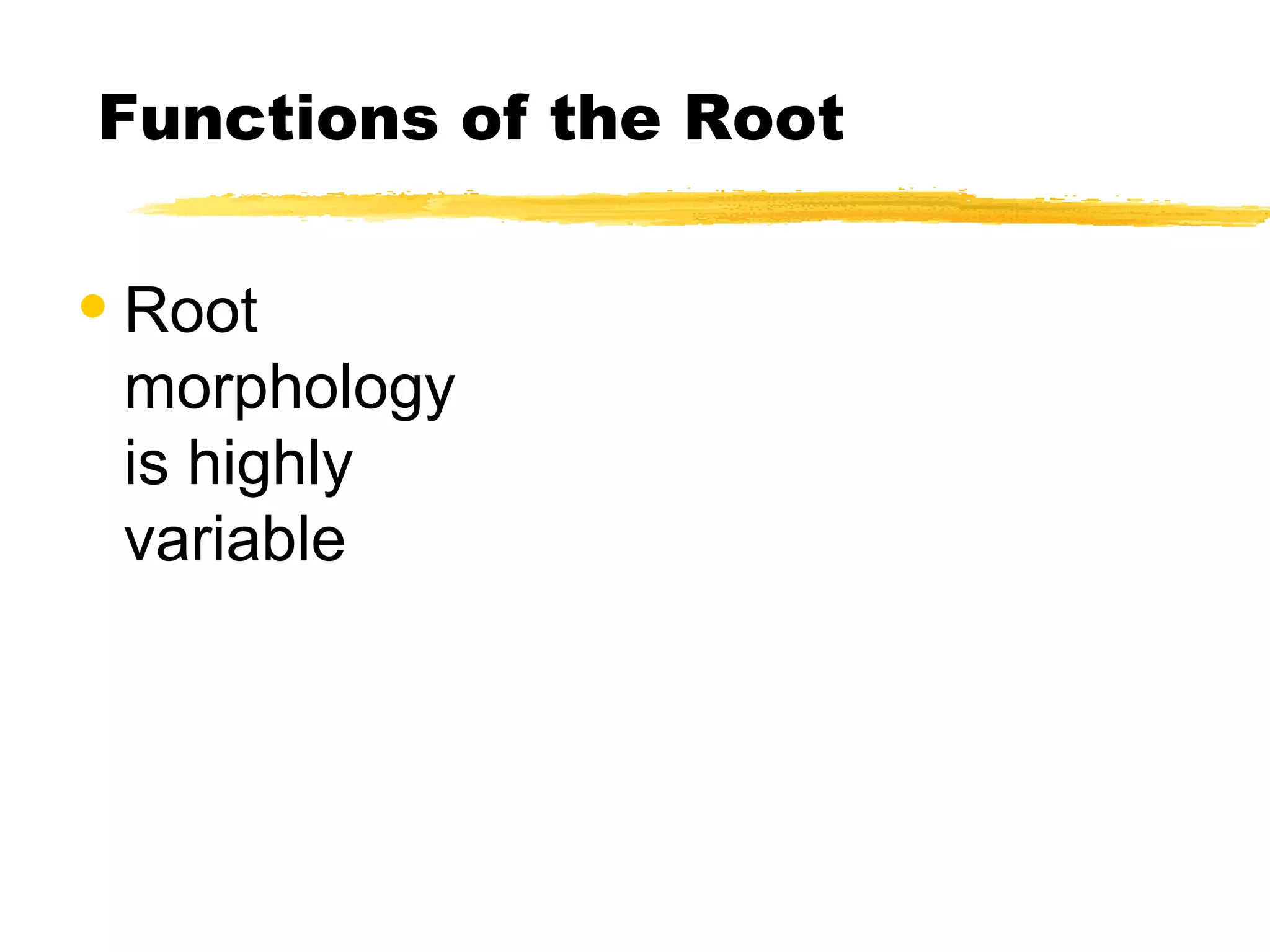 Functions of the Root Root morphology is highly variable 