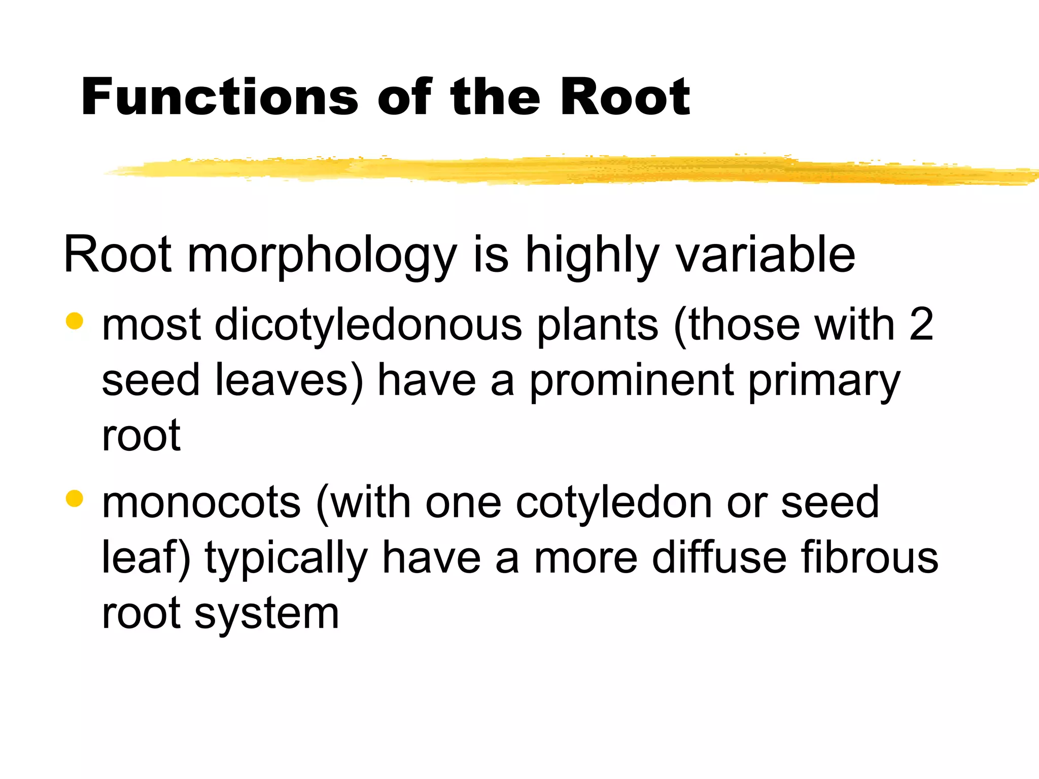 Functions of the Root Root morphology is highly variable most dicotyledonous plants (those with 2 seed leaves) have a prominent primary root monocots (with one cotyledon or seed leaf) typically have a more diffuse fibrous root system 