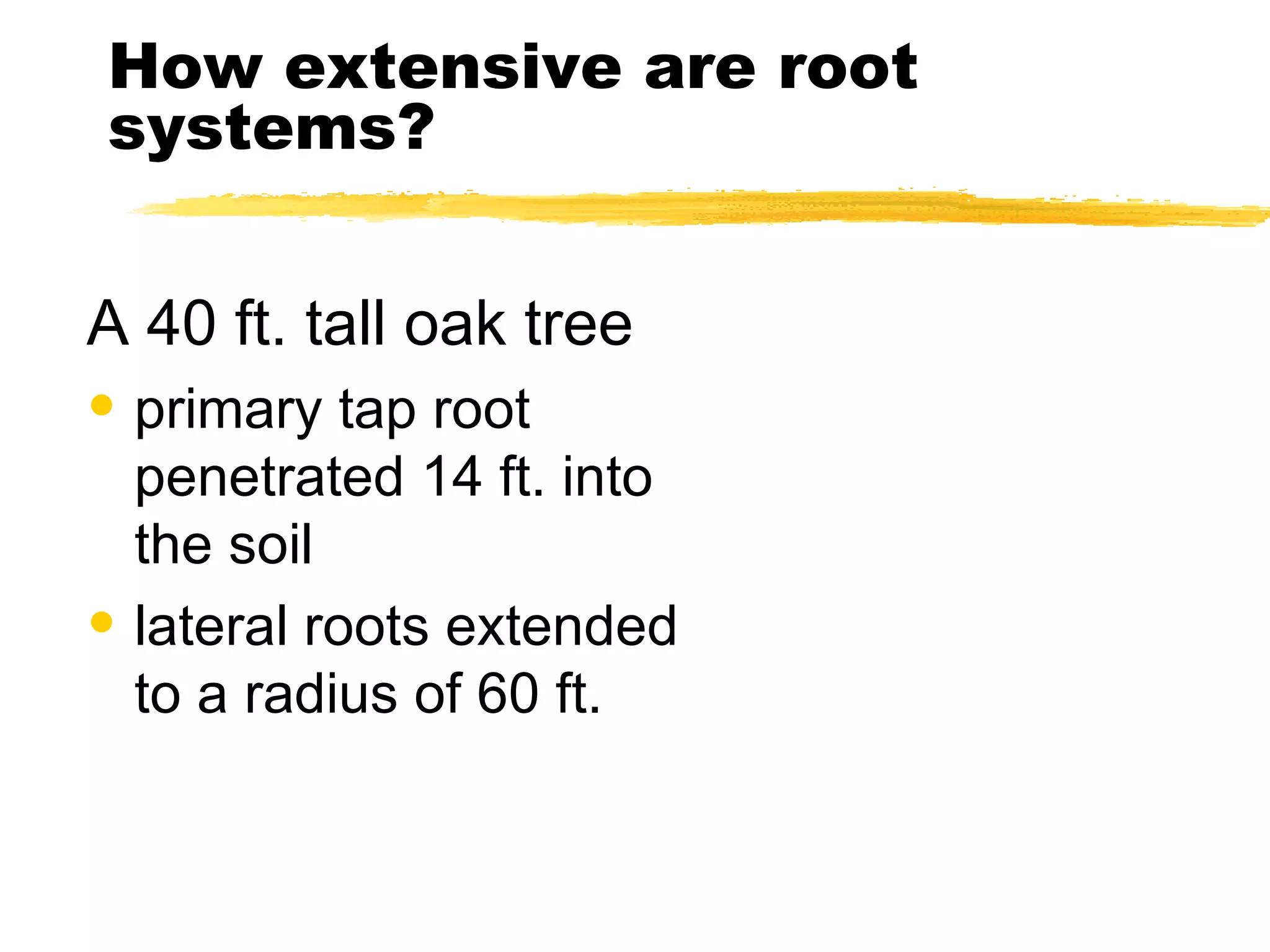 How extensive are root systems? A 40 ft. tall oak tree primary tap root penetrated 14 ft. into the soil lateral roots extended to a radius of 60 ft. 