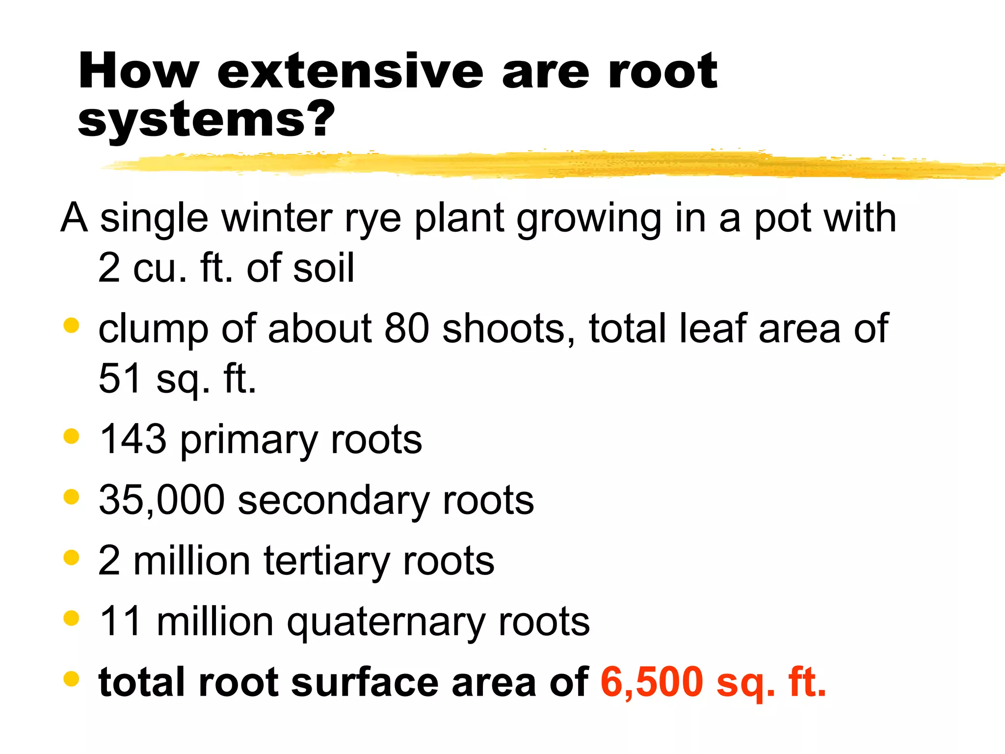 How extensive are root systems? A single winter rye plant growing in a pot with 2 cu. ft. of soil clump of about 80 shoots, total leaf area of 51 sq. ft. 143 primary roots 35,000 secondary roots 2 million tertiary roots 11 million quaternary roots total root surface area of  6,500 sq. ft. 