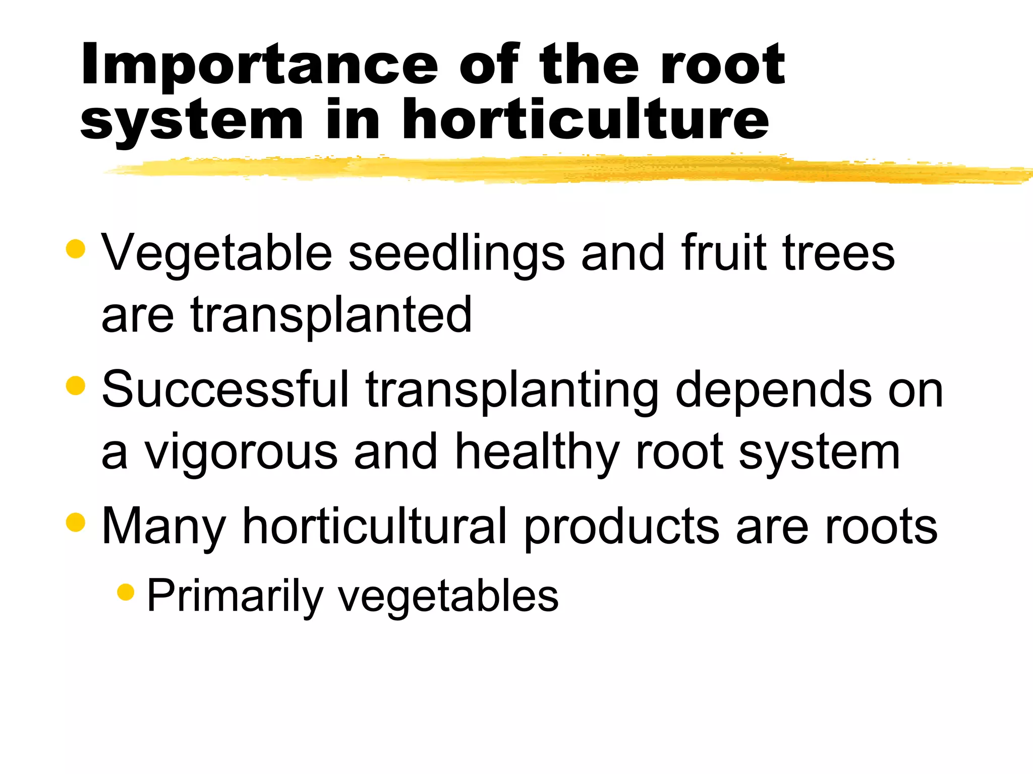 Importance of the root system in horticulture Vegetable seedlings and fruit trees are transplanted Successful transplanting depends on a vigorous and healthy root system Many horticultural products are roots Primarily vegetables 