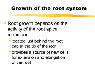 Growth of the root system Root growth depends on the activity of the root apical meristem located just behind the root cap at the tip of the root provides a source of new cells for extension and elongation of the root 