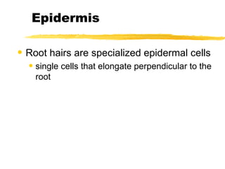 Epidermis Root hairs are specialized epidermal cells single cells that elongate perpendicular to the root 