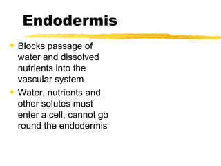 Endodermis Blocks passage of water and dissolved nutrients into the vascular system Water, nutrients and other solutes must enter a cell, cannot go round the endodermis 