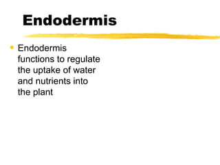 Endodermis Endodermis functions to regulate the uptake of water and nutrients into the plant 