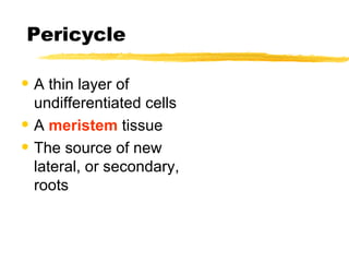 Pericycle A thin layer of undifferentiated cells A  meristem  tissue The source of new lateral, or secondary, roots 