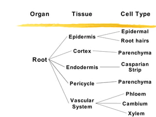 Organ Tissue Cell Type Root Epidermis Vascular System Cortex Parenchyma Endodermis Pericycle Casparian Strip Parenchyma Epidermal Root hairs Phloem Cambium Xylem 