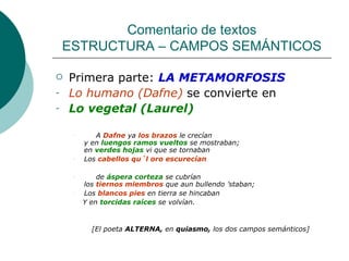 Comentario de textos ESTRUCTURA – CAMPOS SEMÁNTICOS Primera parte:  LA METAMORFOSIS Lo humano (Dafne)   se convierte en Lo vegetal (Laurel) A  Dafne  ya  los brazos  le crecían y en  luengos ramos vueltos  se mostraban; en  verdes hojas  vi que se tornaban Los  cabellos qu´l oro escurecían de  áspera corteza  se cubrían los  tiernos miembros  que aun bullendo ’staban; Los  blancos pies  en tierra se hincaban Y en  torcidas raíces  se volvían. [El poeta  ALTERNA,  en  quiasmo,  los dos campos semánticos] 
