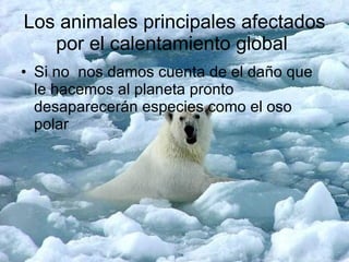 Los animales principales afectados por el calentamiento global  Si no  nos damos cuenta de el daño que le hacemos al planeta pronto desaparecerán especies como el oso polar 