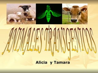 Alicia  y Tamara ANIMALES TRANSGENICOS 