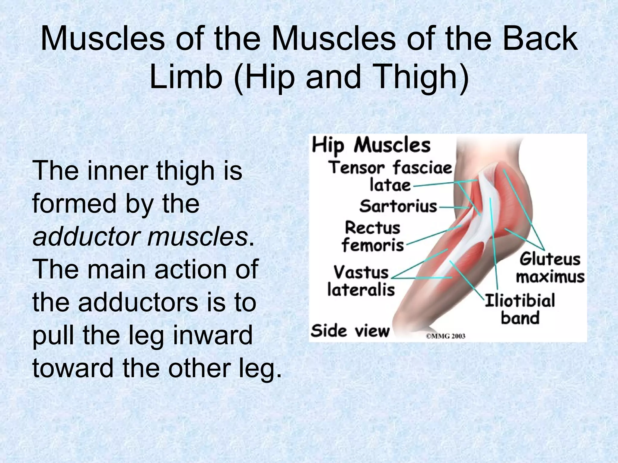 Muscles and Muscular System in Humans and Animals | PPT