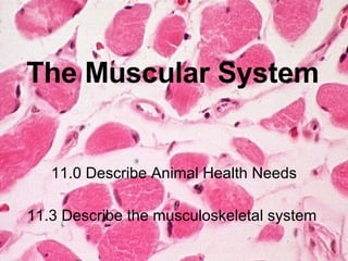 The Muscular System 11.0 Describe Animal Health Needs 11.3 Describe the musculoskeletal system  