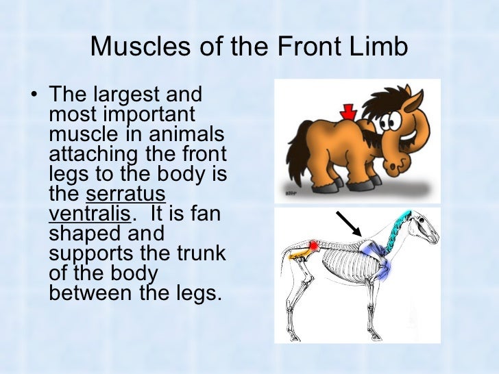 Muscles and Muscular System in Humans and Animals