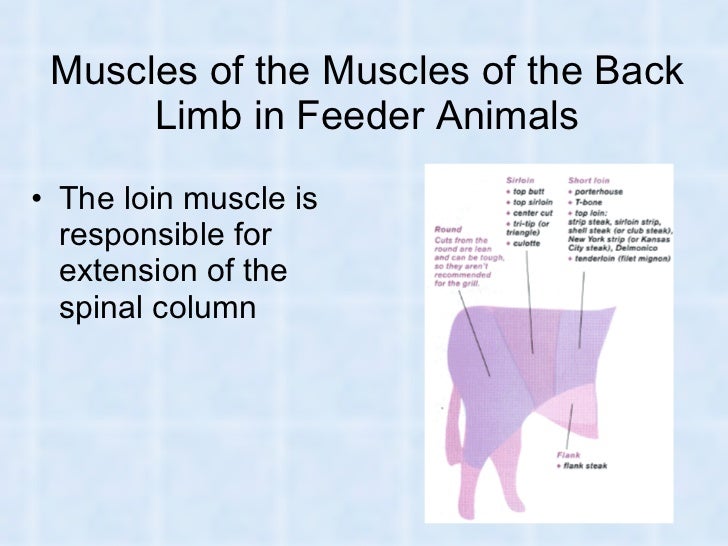Muscles and Muscular System in Humans and Animals