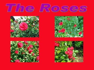 The Roses 